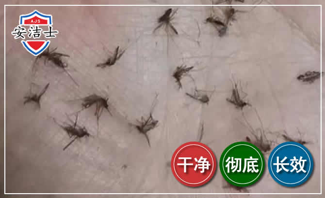 南沙区蚊子防治-灭蚊