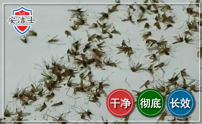 南沙区苍蝇防治-灭蝇