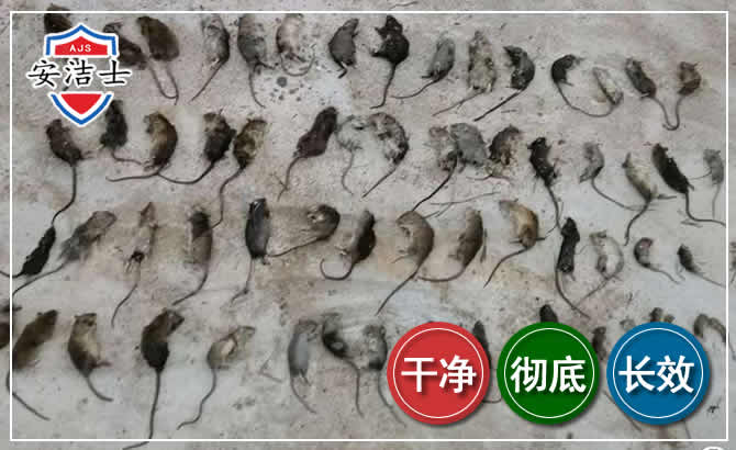 南沙区鼠害防治-灭鼠