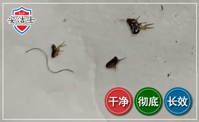 南沙区跳蚤防治-灭跳蚤