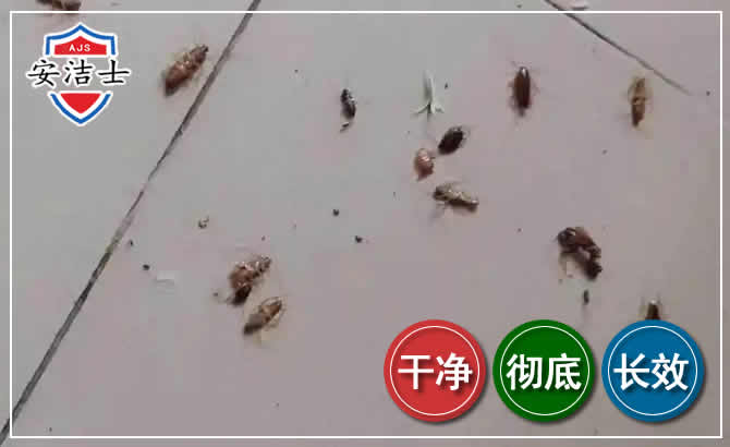 南沙区蟑螂防治-灭蟑螂