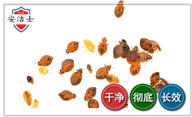 南沙区臭虫防治-消灭臭虫